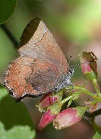 Brown Elfin